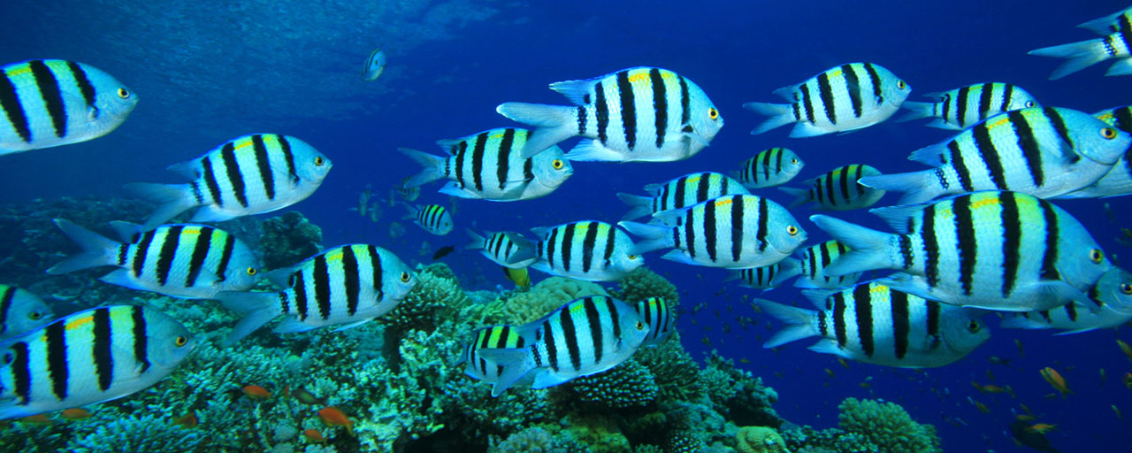 Lots of tropical fish swimming together